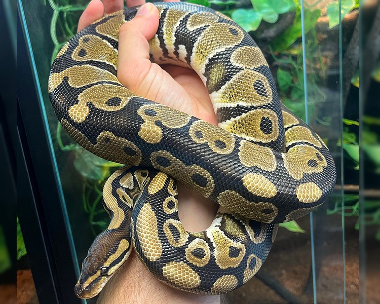 100/ Het Clown Royal Python - Sub Adult - Male